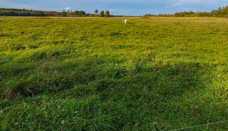 Tuvplānā spilgti zaļa, sulīga pļavas zāle. Tālākajā vidusplānā pļava stiepjas līdz horizontam, kur redzami daži koki un neliela, balta figūra. Debesis ir gaišas un nedaudz mākoņainas.