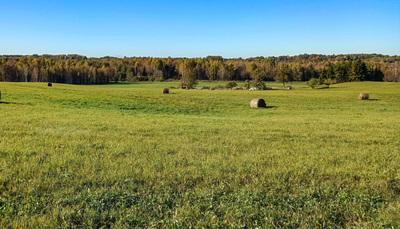 Plaša, zaļa pļava ar siena ruļļiem rudenī piekšplānā un vidusplānā. Fonā meža masīvs, kura koki ir ieguvuši spilgti dzeltenus, oranžus un zaļus rudens toņus. Virs meža līnija ir skaidras, zilas debesis.