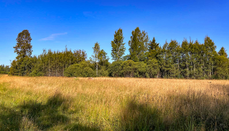 Saules apspīdēta ainava ar gaiši dzeltenu, sausu pļavu priekšplānā un vidusplānā. Garā zāle rada tumšas ēnas. Horizonta līniju veido dažāda augstuma un sugu koku josla, kurā dominē tumši zaļas egles un gaiši zaļas lapu koku galotnes. Debesis ir spoži zilas.
