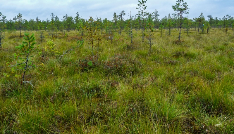 Zodānu purvs