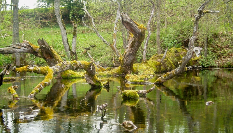 Dabas parks Pinku ezers. Foto: Dace Sāmīte. DAP