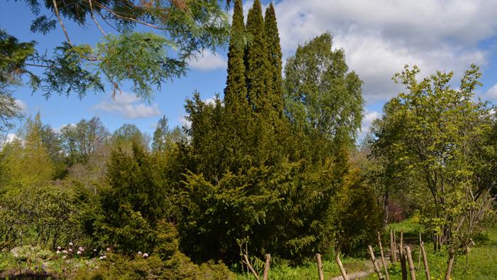 Kurmāles “Sauleskalnu” dendroloģiskie stādījumi