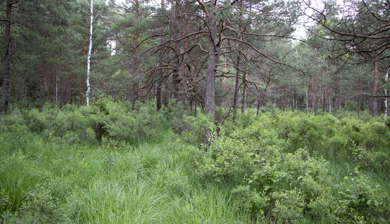 Grīņu dabas rezervāts. Foto: Andris Soms. DAP