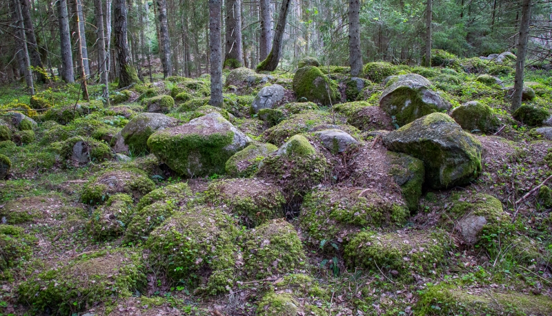 Dabas piemineklis Kaltenes kalvas. Foto: Andris Soms