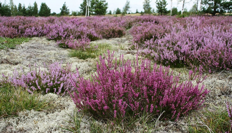 Aizsargājamo ainavu apvidus ĀDAŽI. Foto: Ieva Mārdega.