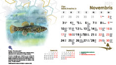 Ekrāntapete 2025. Novembris. Rotans