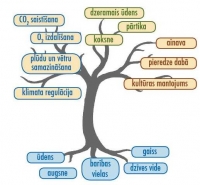 ekosistemu pakalpojumu koks