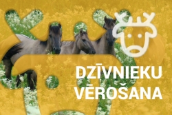 dzīvnieku vērošana