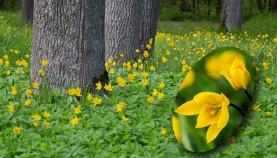 Meža tulpe (Tulipa sylvestris). Foto: Andris Soms