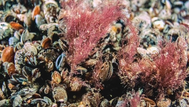 Baltijas jūra