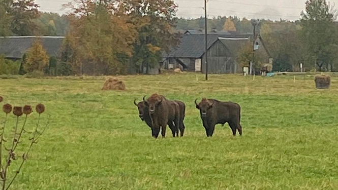 Trīs sumbri piemājas saimniecības pļavā