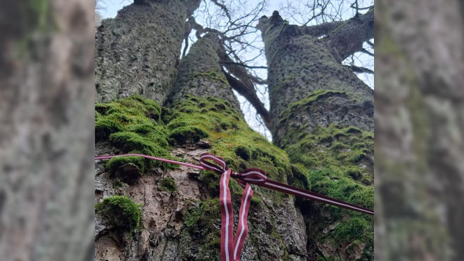Piloru ozolu audzes ozols ar lentu Latvijas karoga krāsās