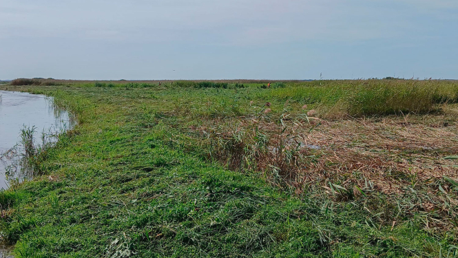 Izpļauta Engures ezera krastmala