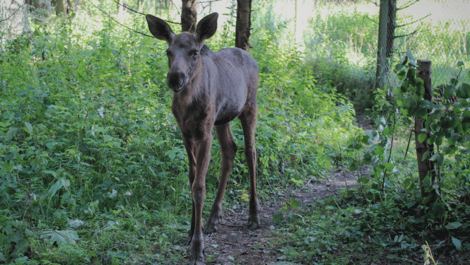Alnenīte Lilu