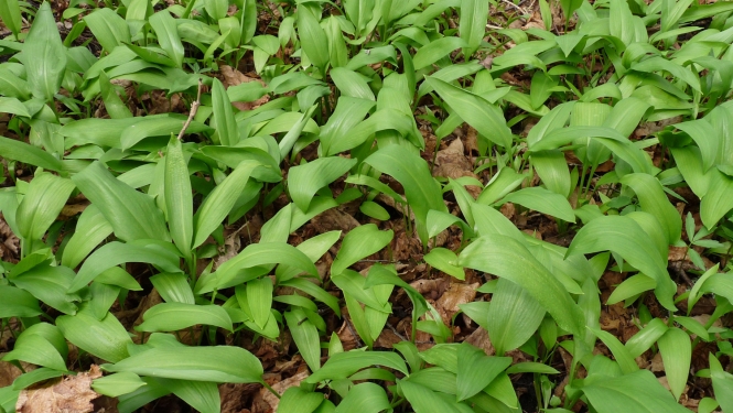 Laksis (Allium ursinum)