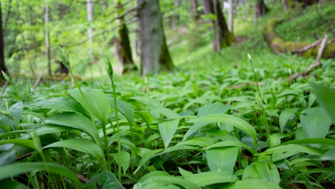 Laksis (Allium ursinum)