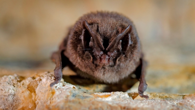 Barbastella barbastellus