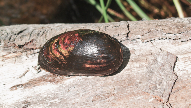 Biezā perlamutrene