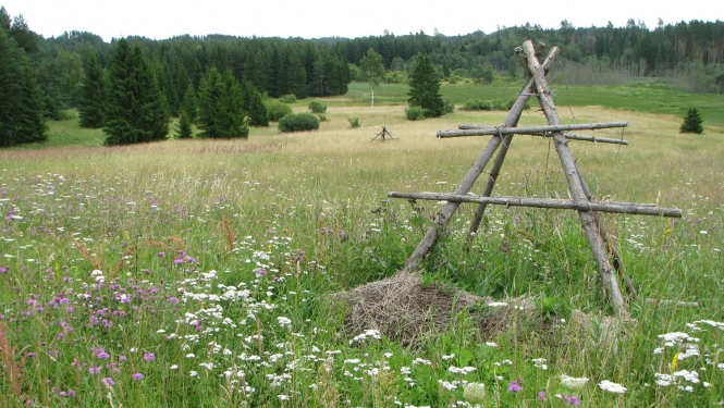 Biotops - pļava, foto: Agnese Priede