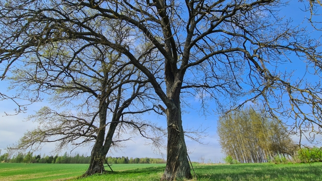 Trešā bruņotā vilciena ozols