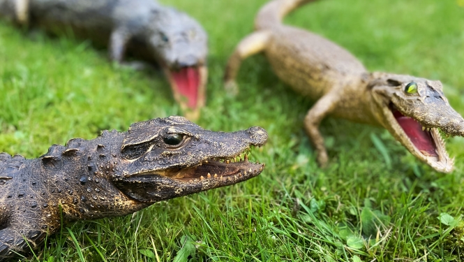 CITES krokodilu izbāžņi