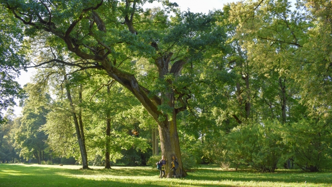 Dendroparks