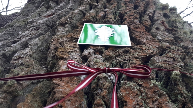 Dižkoks ar lentu Latvijas karoga krāsās