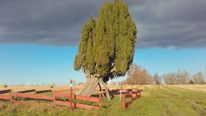Rietekļa kadiķis