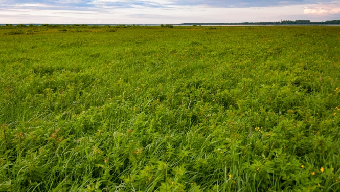Dabas liegums Burtnieku ezera pļavas. Foto: Andris Soms