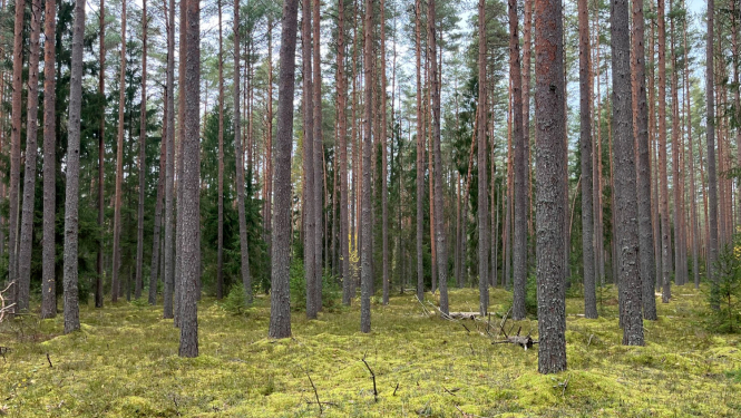 Dabas liegums JŪGUPES MEŽI. Foto Sintija Balode