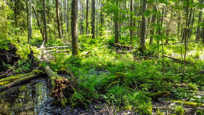Dabas liegums Murmastienes staignāju meži. Foto Dagnis Vasiļevskis
