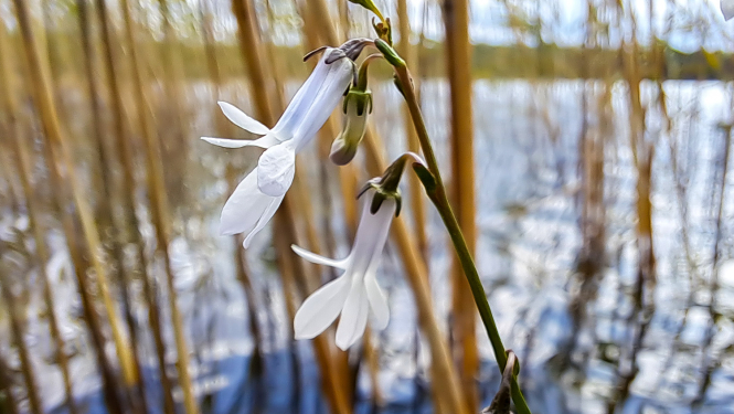 Dortmaņa lobēlija. Foto Andris Soms