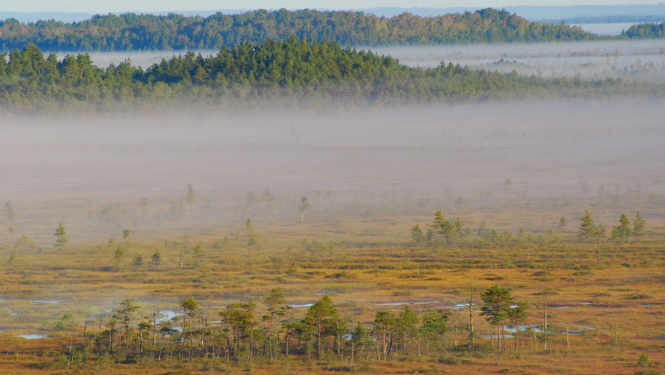 Teiču dabas rezervāts. Purva ainava. Foto: DAP