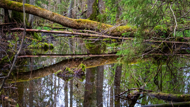 Purvaina meža ainava ar kritušiem, sūnām klātiem kokiem un mierīgu ūdens virsmu, kas atspoguļo blīvo zaļumu un kritušu koku stumbrus.