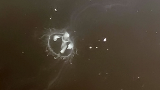 Saldūdens medūza Craspedacusta sowerbii