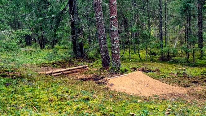 Nelikumīgi izbūvēta kalnu nobraucienu trase Gaujas Nacionālajā parkā