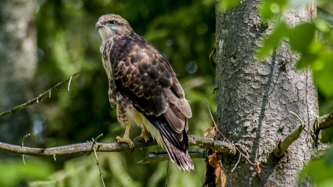 Peļu klijāns (Buteo buteo). Foto Andris Soms