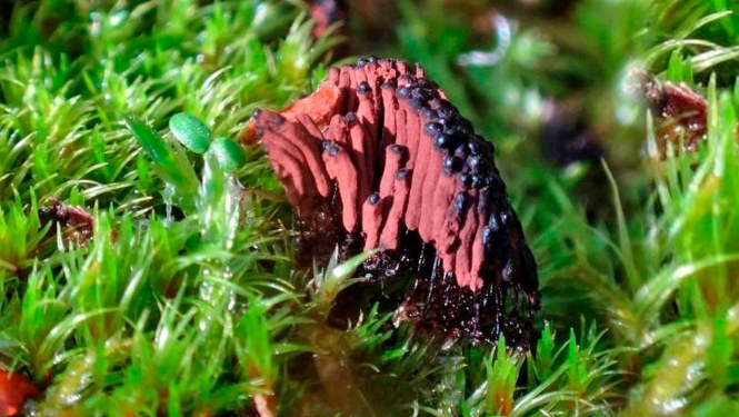 Glotsēne Stemonitis herbatica