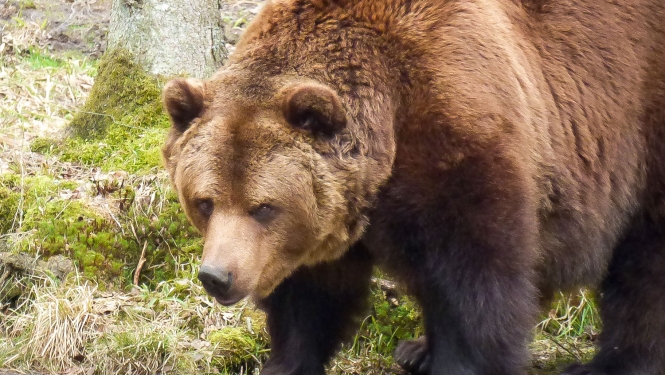 Brūnais lācis