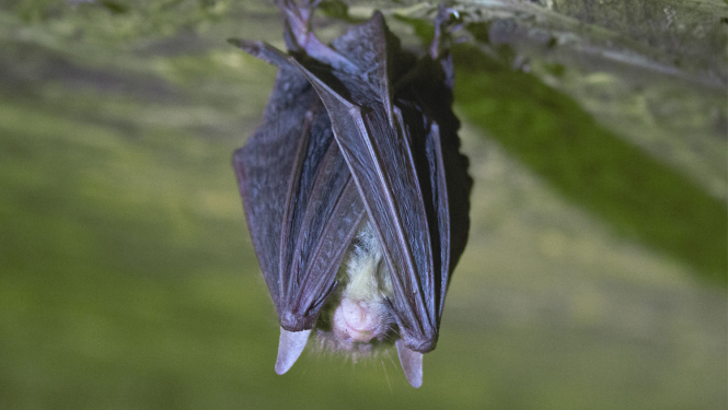 Sikspārnis