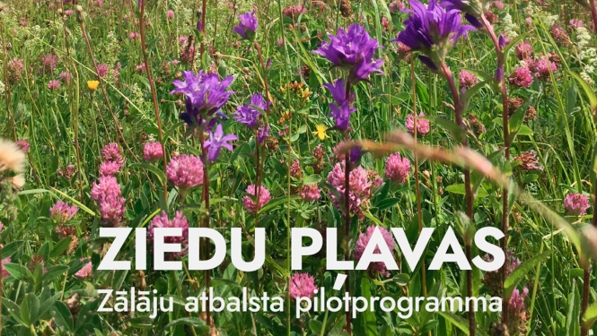 programma Ziedu pļavas
