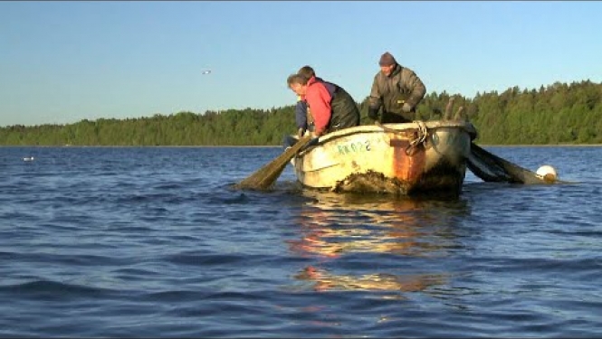 Zvejnieki, zveja un zinātne Baltijas jūrā