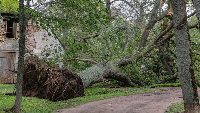 Vētrā nolauzts dižkoks 2023