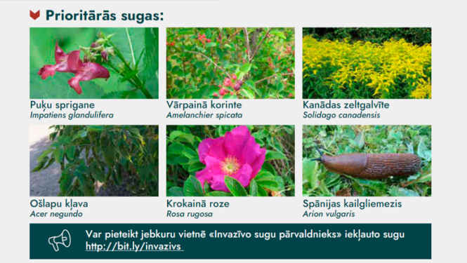 mazo grantu konkurss