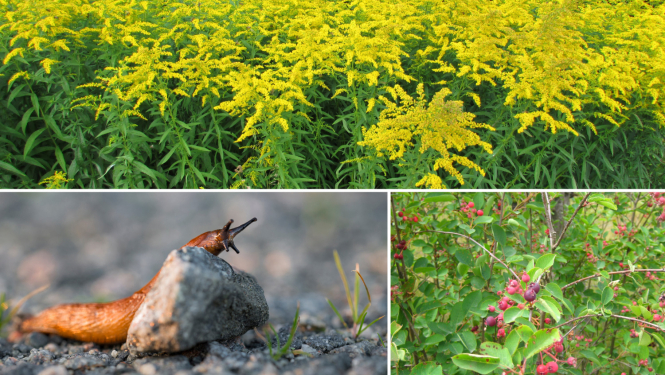 Invazīvās sugas - Kanādas zeltslotiņa, Spānijas kailgliemezis, puķu sprigane