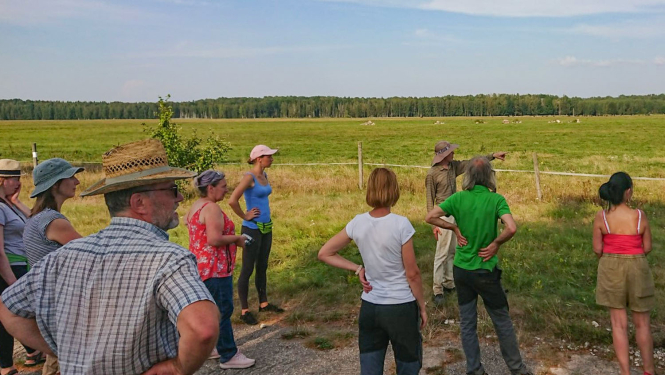 Eksperti lauka malā skatās uz mājlopiem ganībās