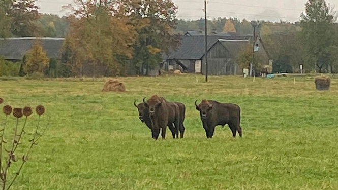 Trīs sumbri piemājas saimniecības pļavā