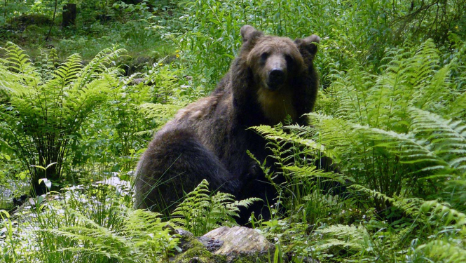 Lācene Ilzīte Līgatnes dabas takās