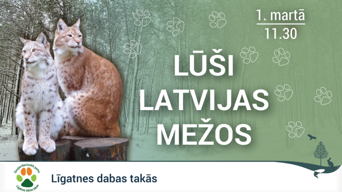 Lūši Latvijas mežos