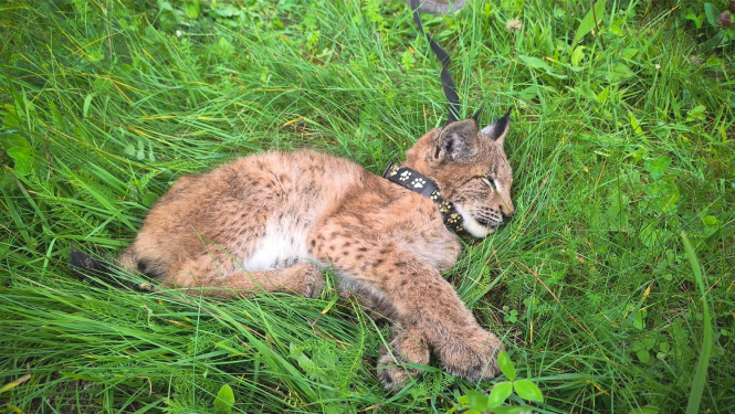 Novārdzis lūša mazulis